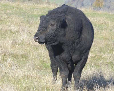 One of our neighbours (an Angus bull) checking the dogs who were giving him some hurry up through the fence.