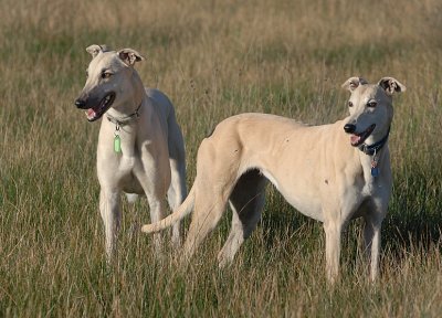 Foster Grey,Tom, and  Honey - A matching pair.