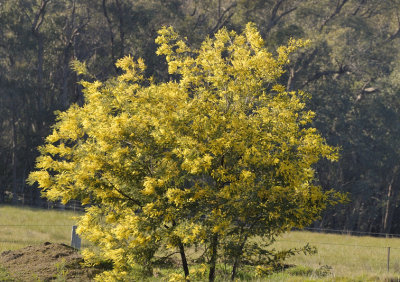 Self sown Wattle at the dam.