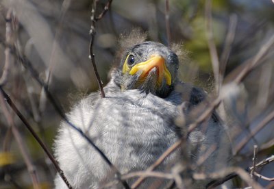Noisy Miner baby - first venture from the nest.