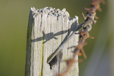 A barb shadow