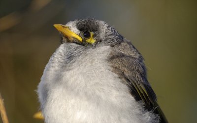 Noisy Miner baby