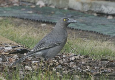 Grey Currawong a.k.a. Rain Bird - through the window.