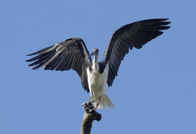 Straw-necked Ibis making a safe landing.