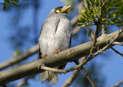Noisy Miner baby