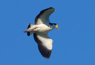 Spur-winged Plover