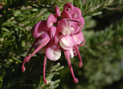 Grevillea flower - Australian native shrub.