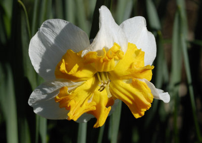 Split Corona Daffodil