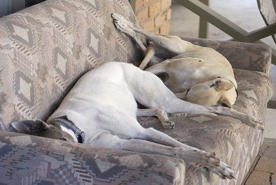 The girls after a 15 min. stroll in the paddock, making use of their pre-loved couch.