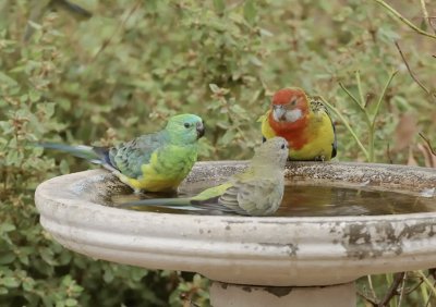 Pair of Grass Parrots and a juvenile Eastern Rosella, through the window.