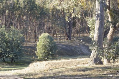 A neighbour's farm has been planted with blue gums, but continuous dry seasons haven't helped.