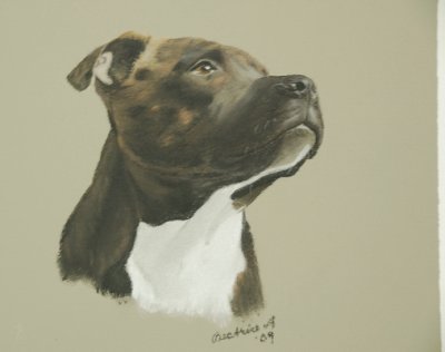 Rocky the Staffy - a commission.  Soft pastels & pastel pencils