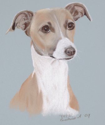 Soft pastel & pastel pencil - Italian greyhound, Jazz.