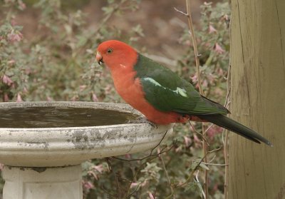 Male King Parrot - through the window.