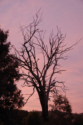 A pink evening