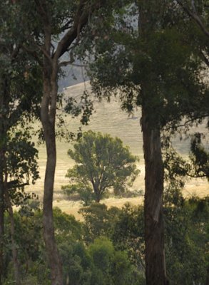 Evening - through the trees and over the road.