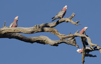 Young Galahs - who's watching the birdie?