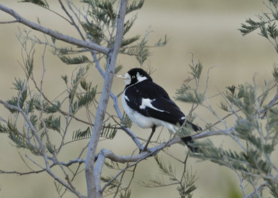 Female Mudlark,  Peewee, or Magpie Lark.