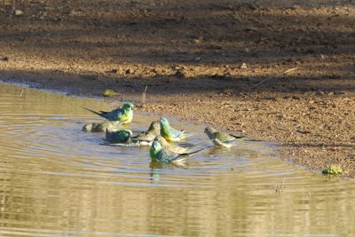 Grass Parrots or Red-rumped Parrots