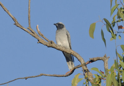 Black-faced Cuckoo Shrike