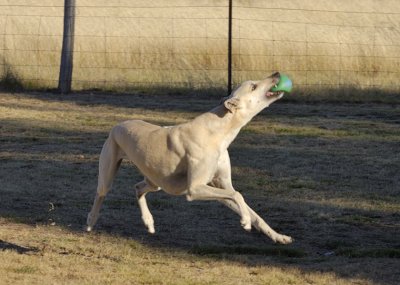 Tom's frisky on a beautiful cool early evening, showing the snatch on the run.