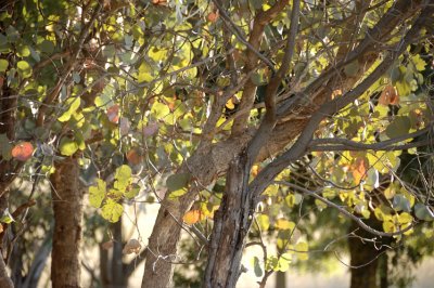 Evening light on Red Box leaves.