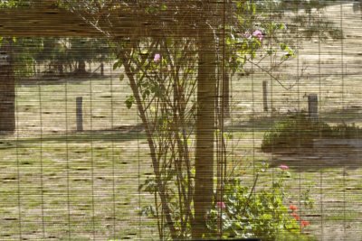 Looking out at 41C. (103F) heat through the bamboo stick blind.