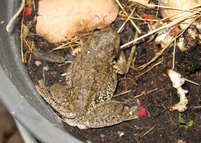 One of our resident frogs