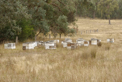 About 160 bee hives arrived late last night, boosting our stock by tens of thousands