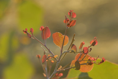 Evening light on new Red Box Eucalypt growth