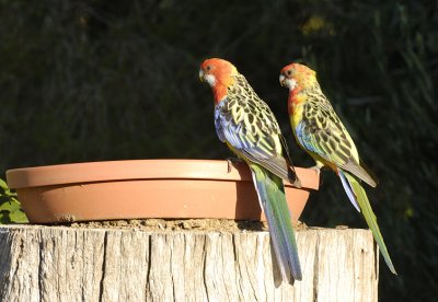 Juvenile Eastern Rosellas