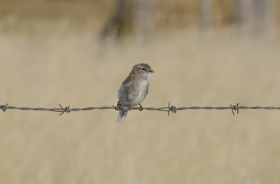 A Jacky Winter - a bird on a wire!
