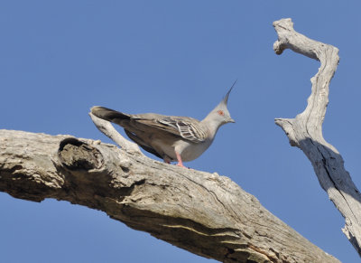 Crested or Topknot Pigeon