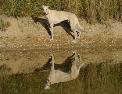 Tom posing with his reflection - morning at the dam.