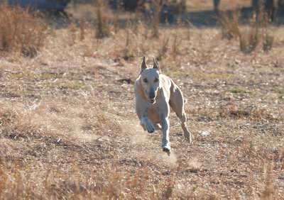 Tom in his airborne stride in the dry dusty grass.