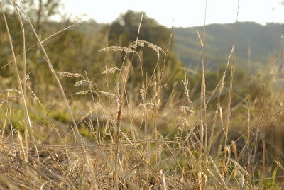 Evening grass at the dam