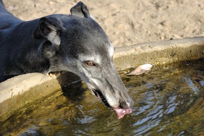 Nero - just the right height for a drink from the trough.