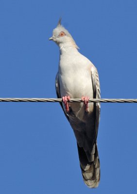 Crested or Top knot pigeon