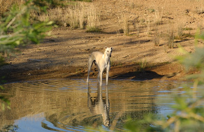 Tom - a warm evening up at the dam