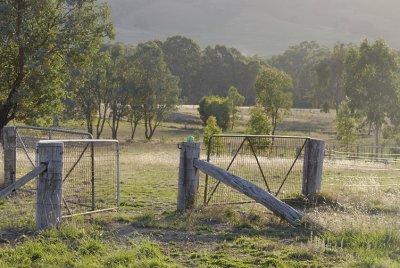 Heading out from the dam paddock - Tom's green ball waiting for us.