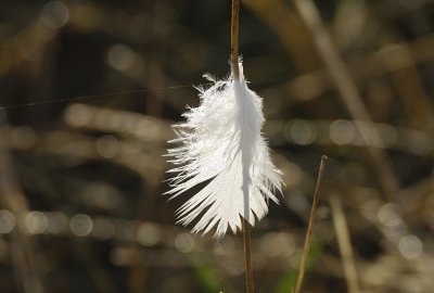 Feather - morning light