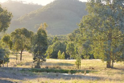 Evening, the first perfect day of our Australian Autumn. On the way home from our paddock walk.