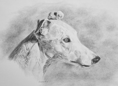 Honey in graphite - on Art Spectrum paper 210 gsm.