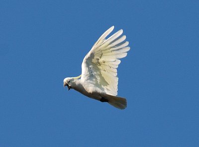 Cockatoo - it can fly and screech at me at the same time.