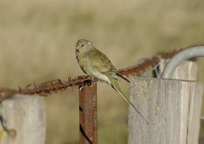 Female Grass Parrot