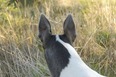 Hilary's wonderful ears.