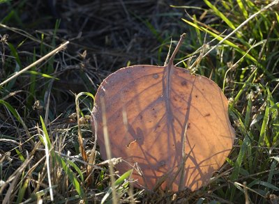 Leaf from a Red Box Eucalypt, early this morning.