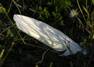Discarded Cockatoo feather