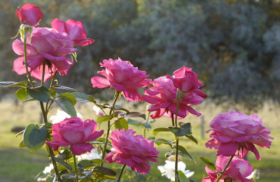 Autumn Roses in my garden.