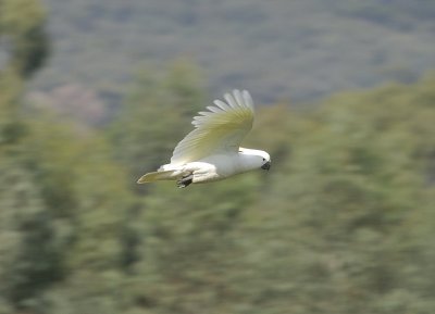 Sulphur Crested Cockatoo